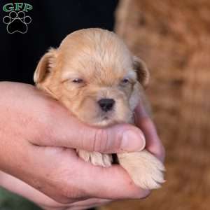 Storm, Teddy Bear Puppy